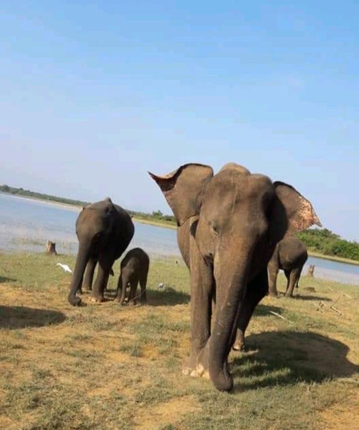 Nature Lovers Safari & Villa Удавалаве Екстериор снимка